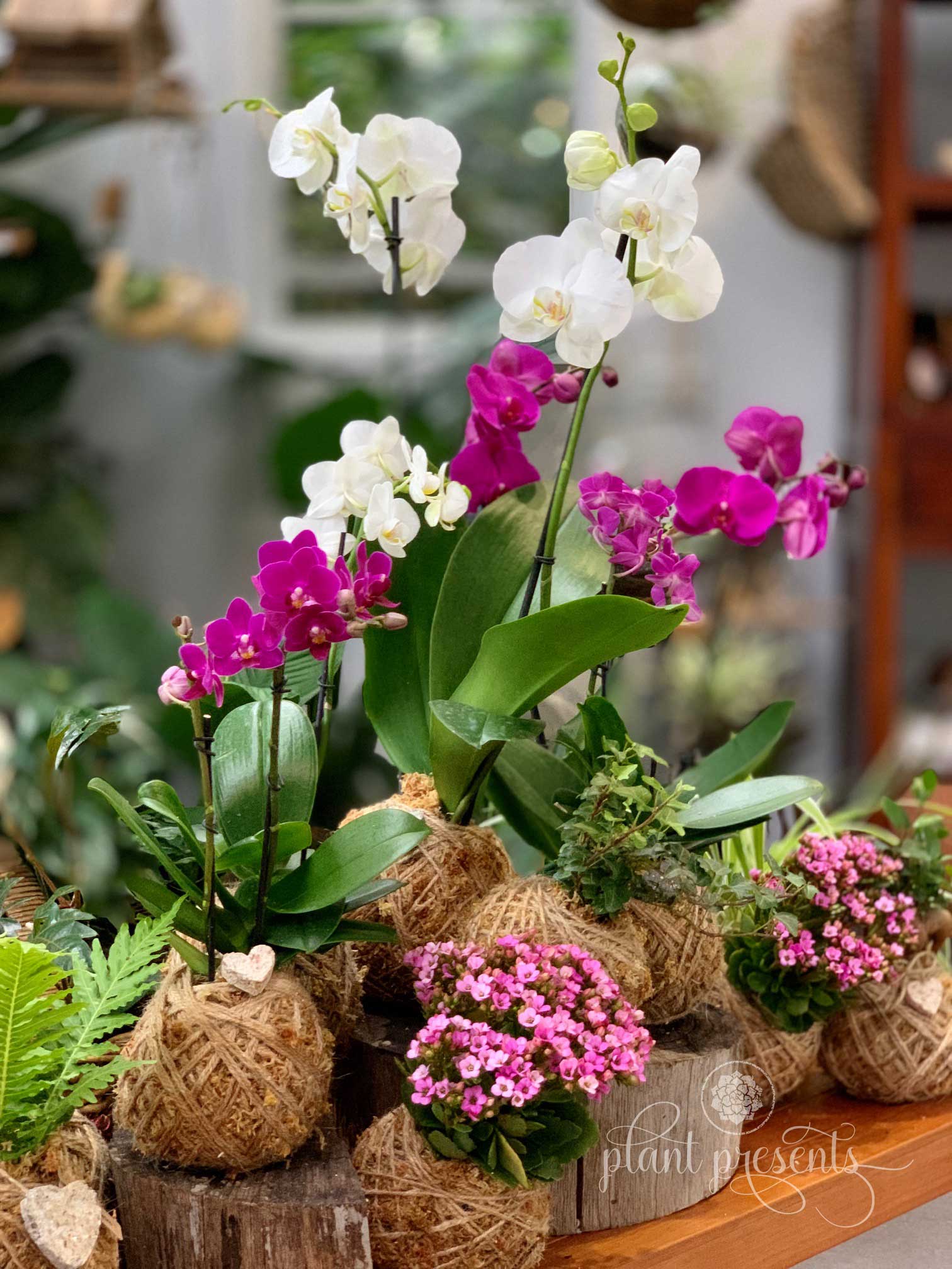 Kokedamas Mix Orchids
