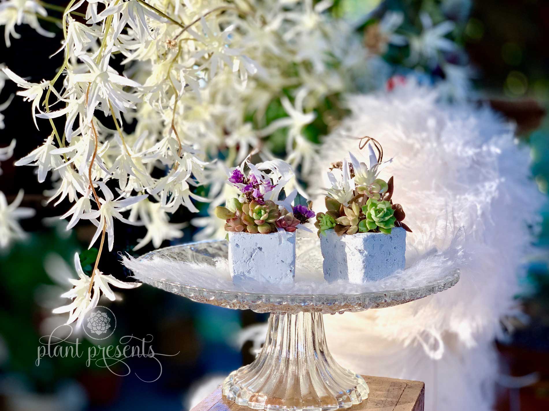 Succulent Cubes Wedding Favours