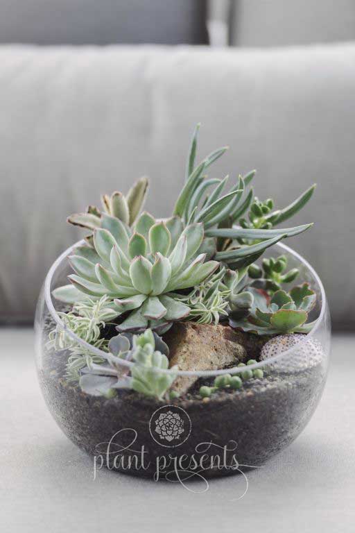 Terrarium Small Bowl